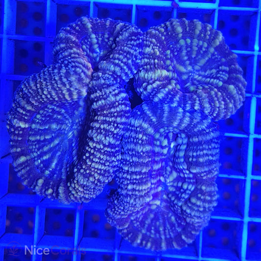 Lobophyllia