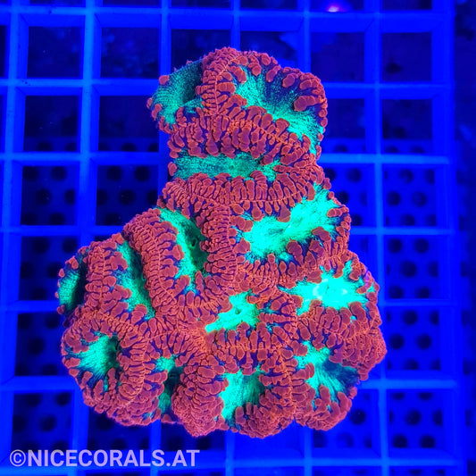 Blastomussa