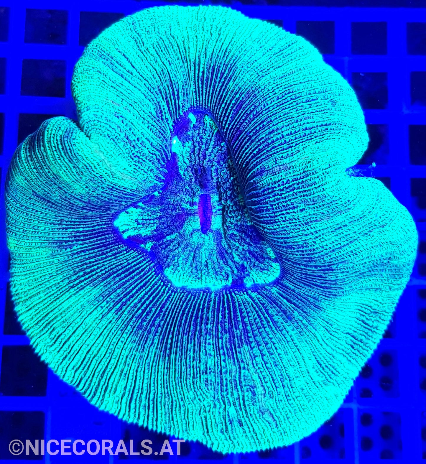 Trachyphyllia