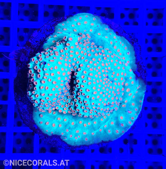 Cyphastrea