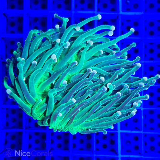Euphyllia Torch Metallic Green