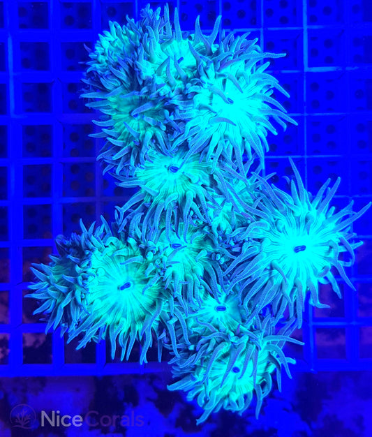 Duncanopsammia