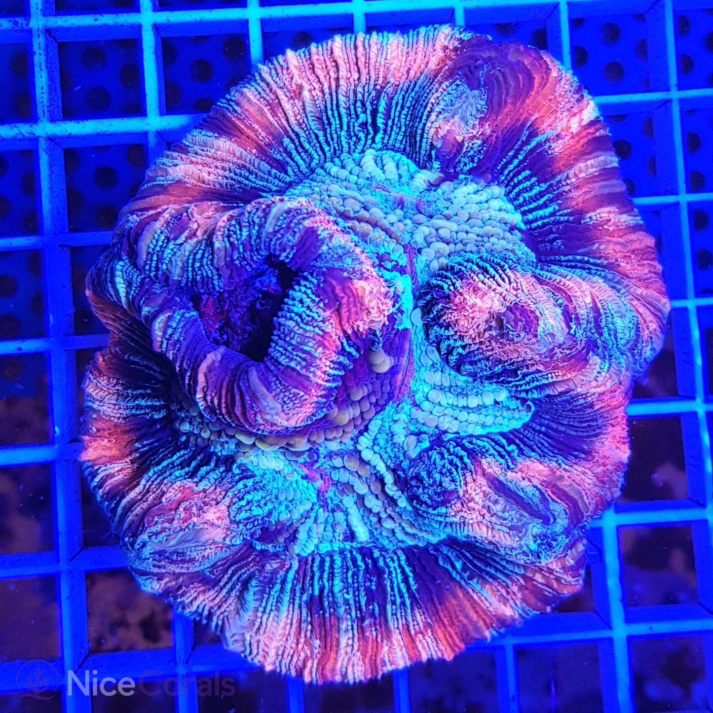 Trachyphyllia