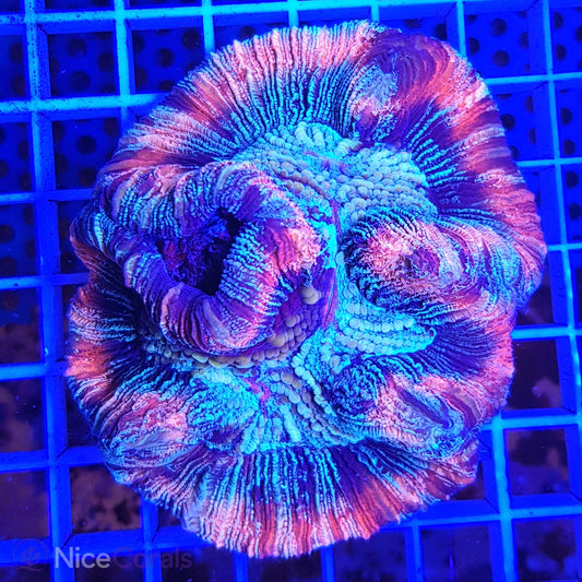 Trachyphyllia