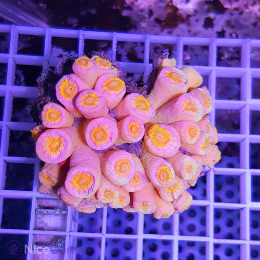 Tubastrea