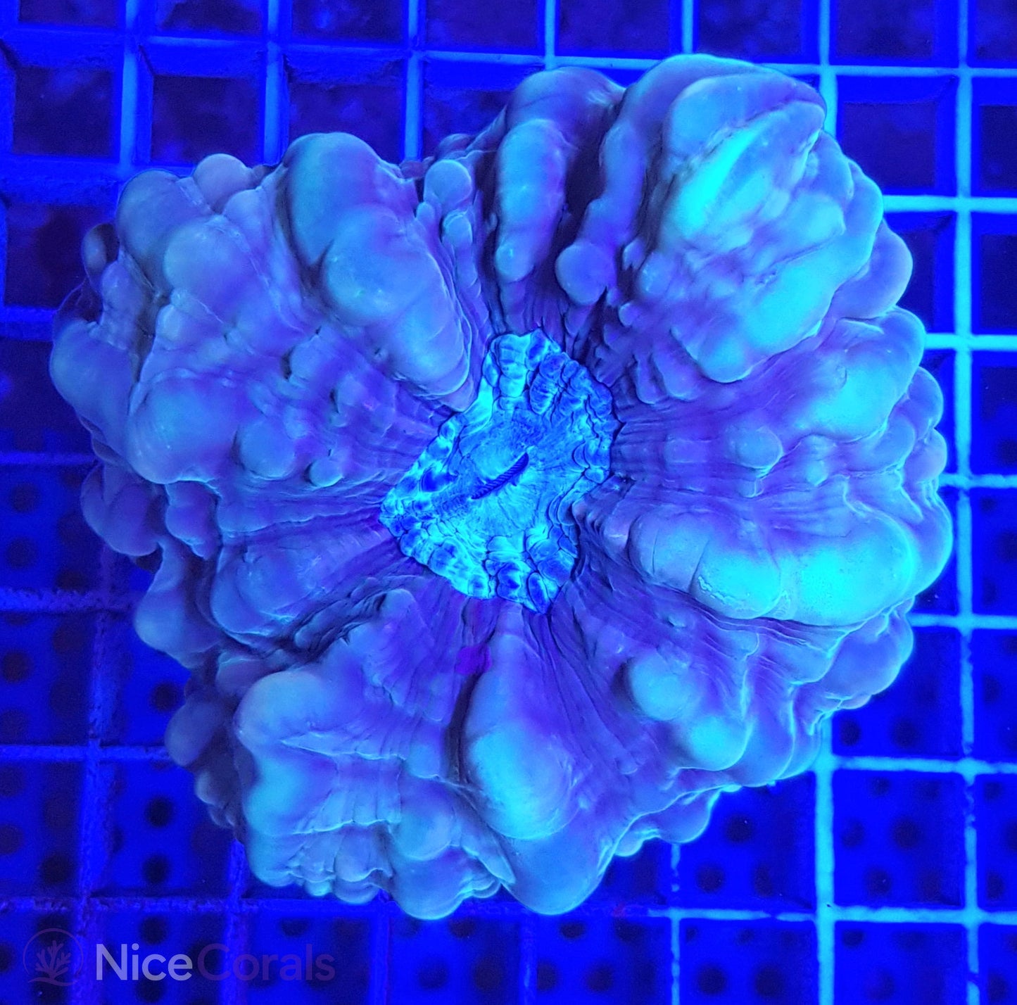 Cynarina