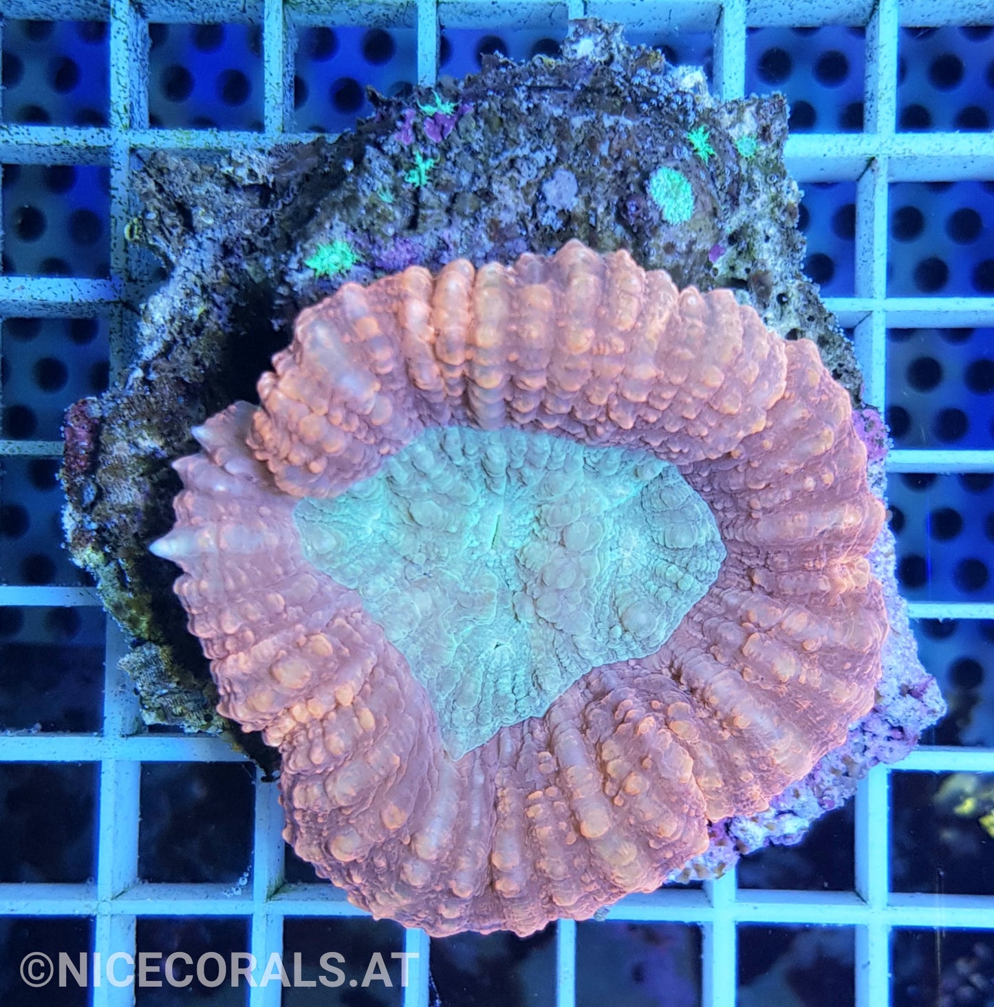 Lobophyllia