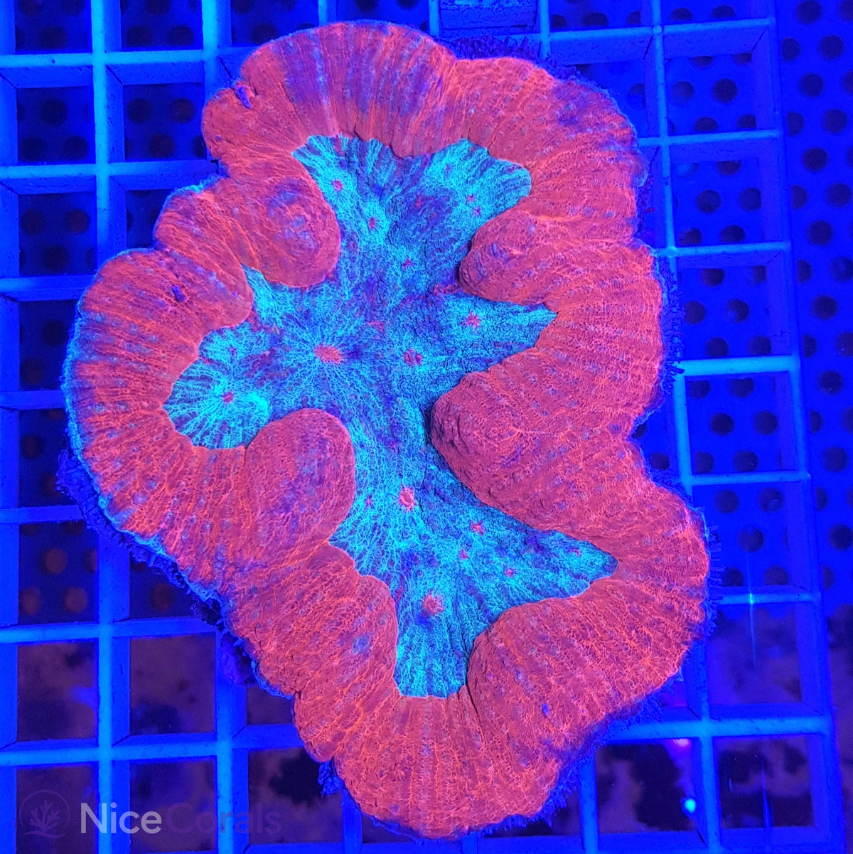 Symphyllia
