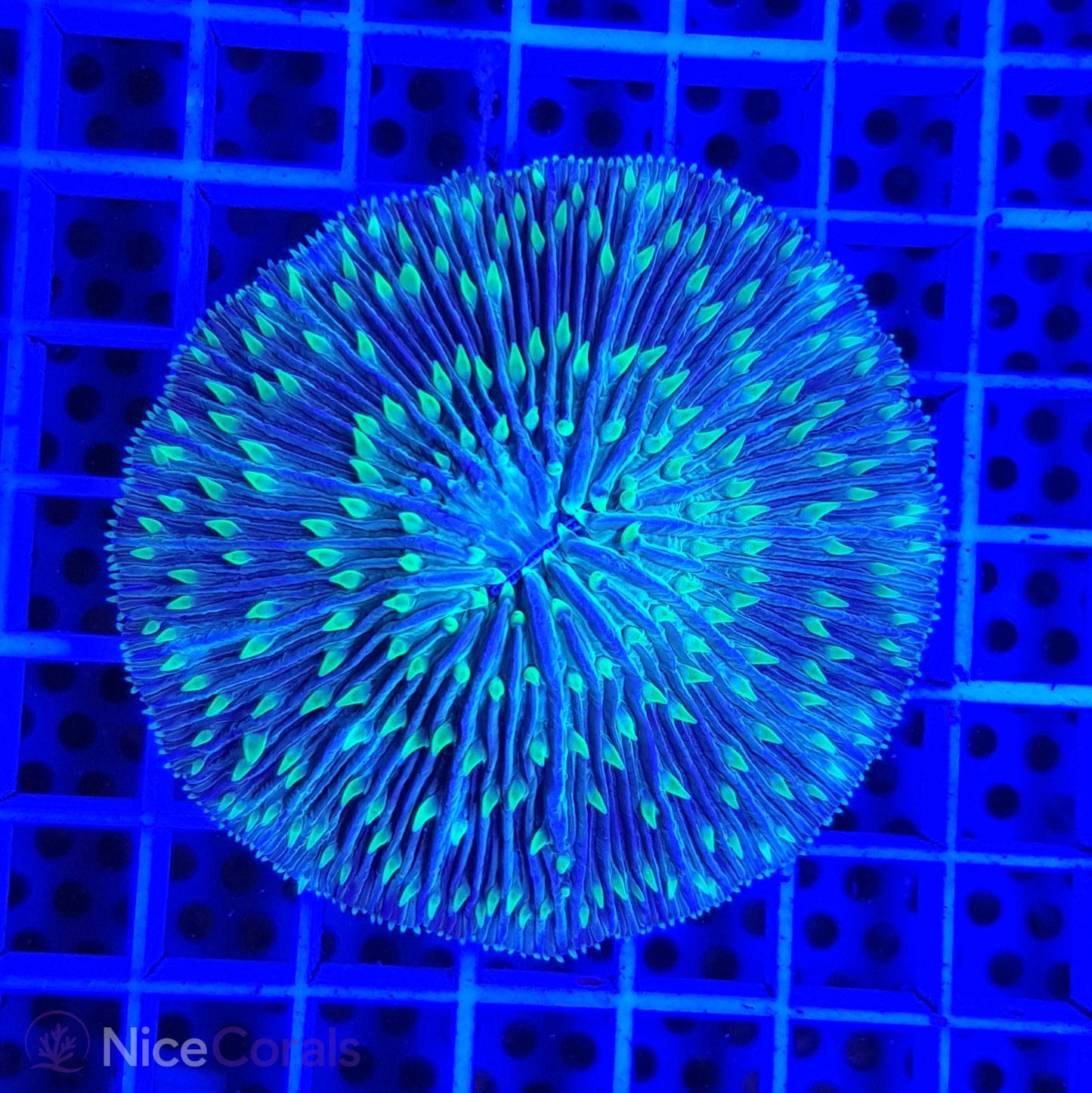 Cycloseris