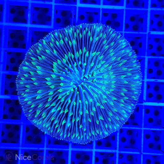 Cycloseris