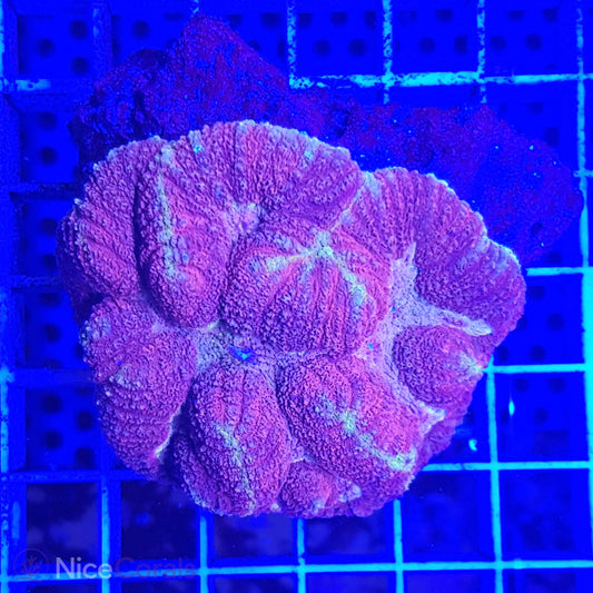 Symphyllia