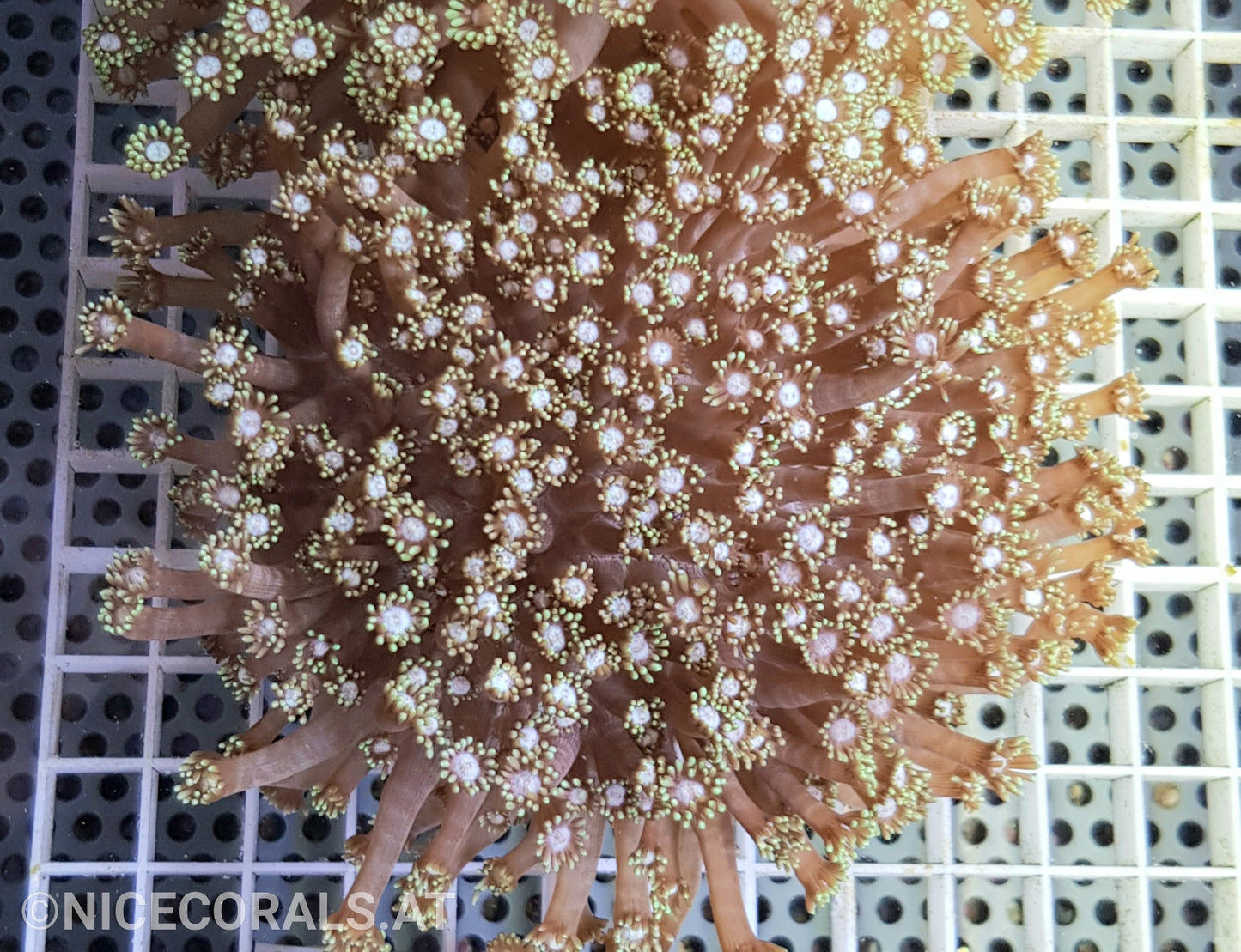 Goniopora