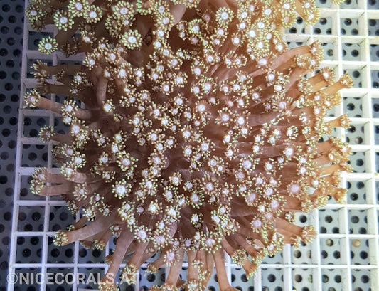 Goniopora
