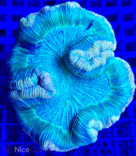 Trachyphyllia