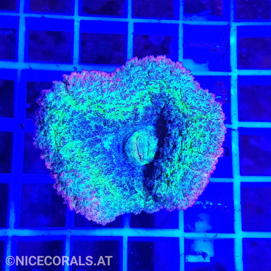 Lobophyllia