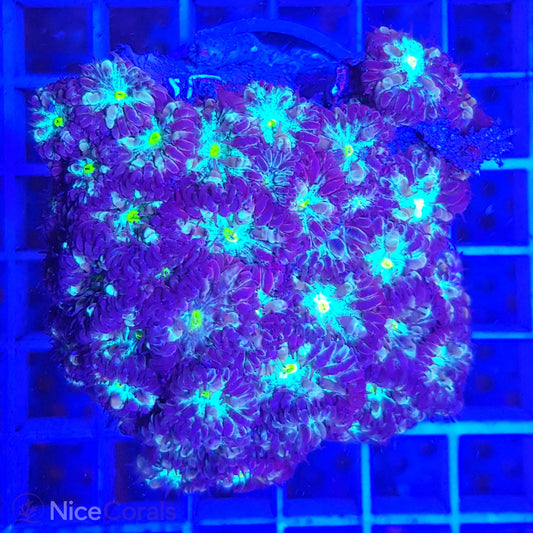 Blastomussa