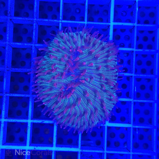 Cycloseris fragilis