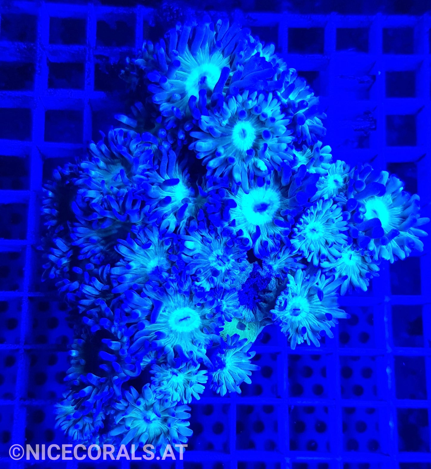 Duncanopsammia