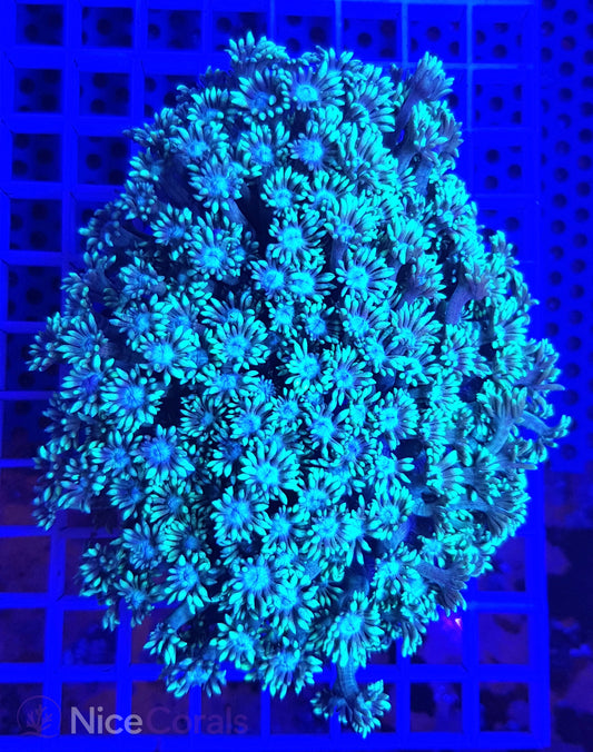 Goniopora