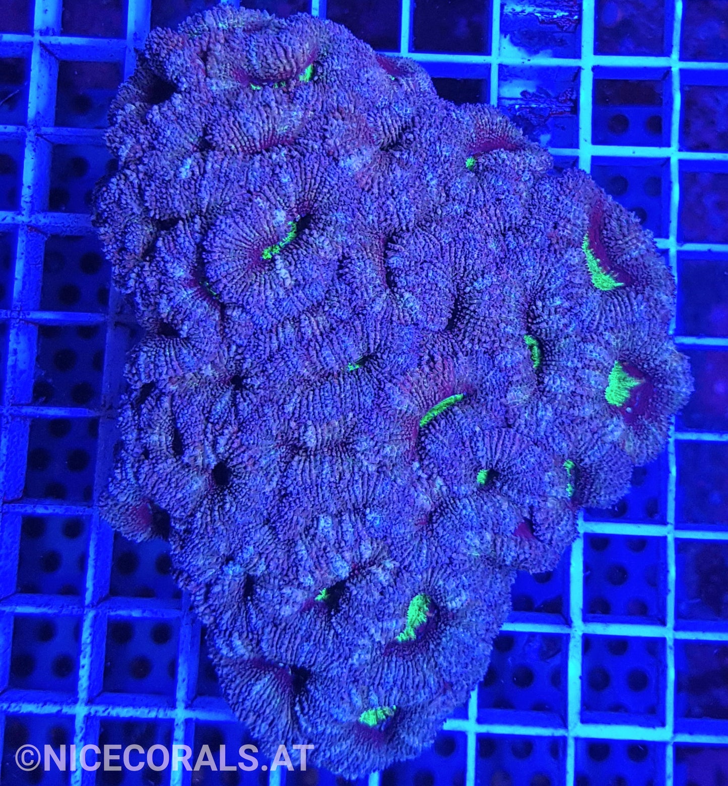 Acanthastrea