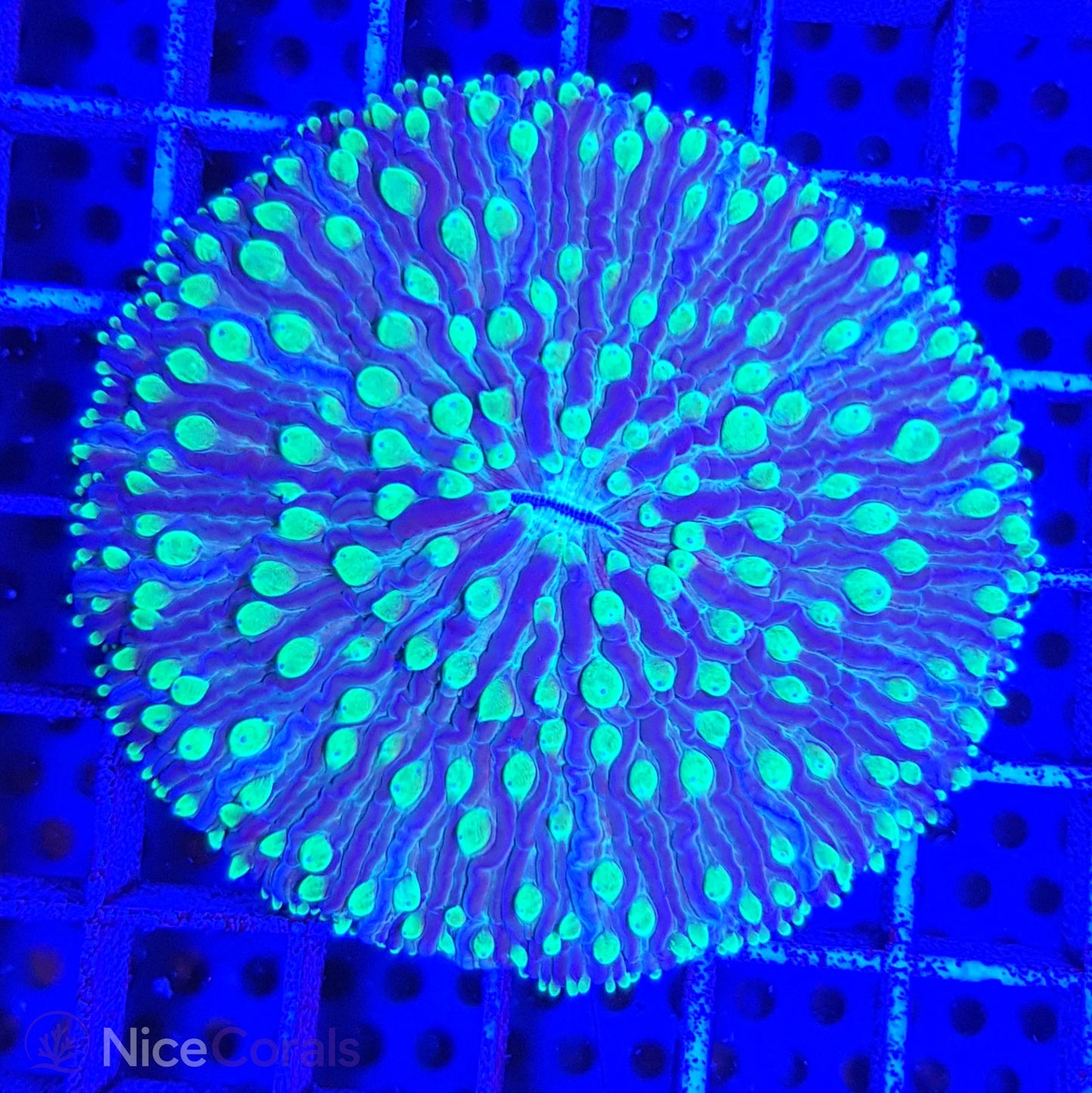 Cycloseris