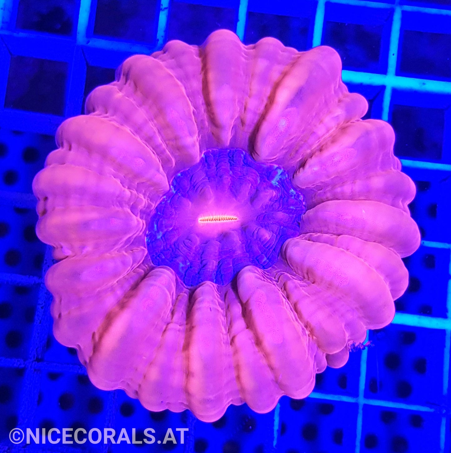 Cynarina