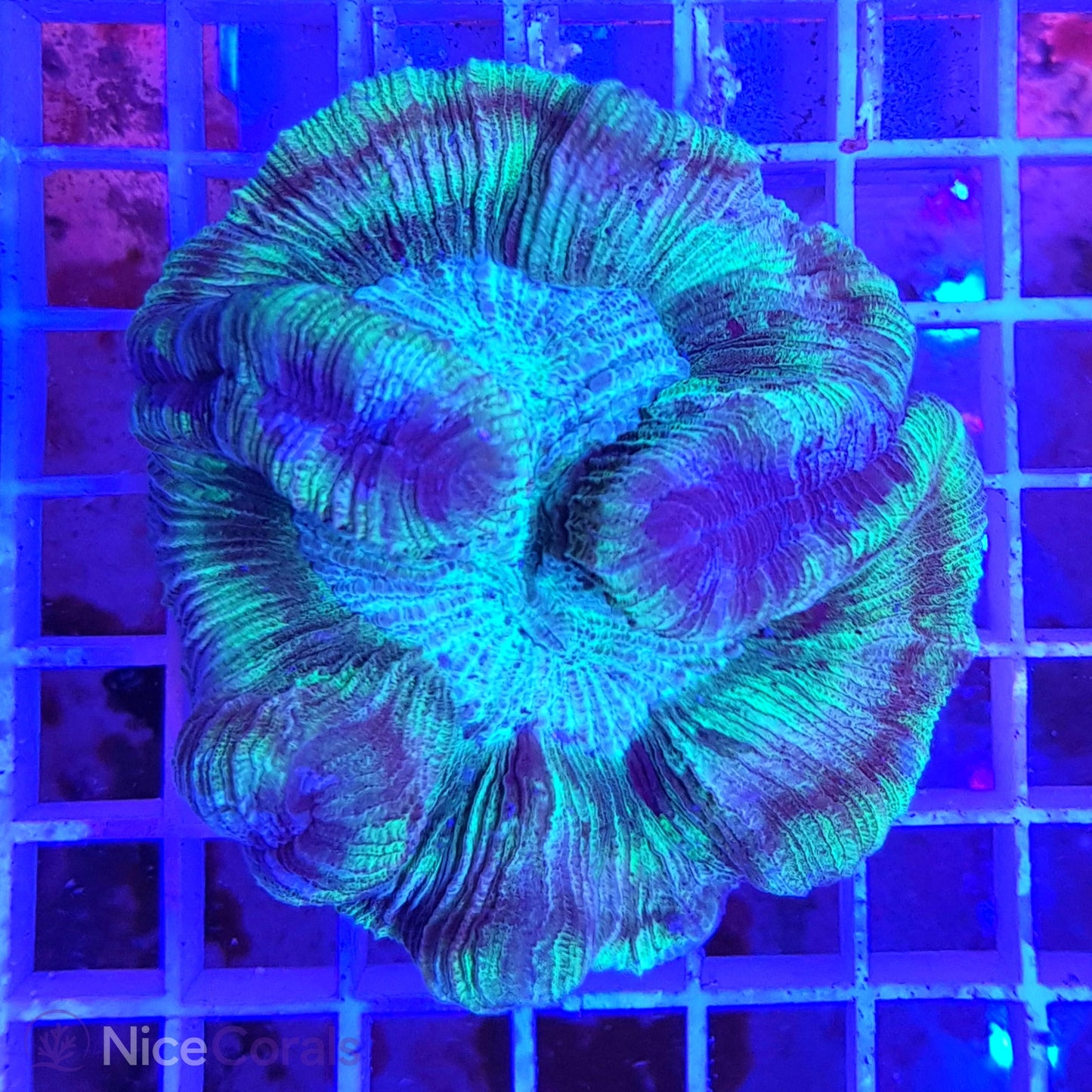 Trachyphyllia