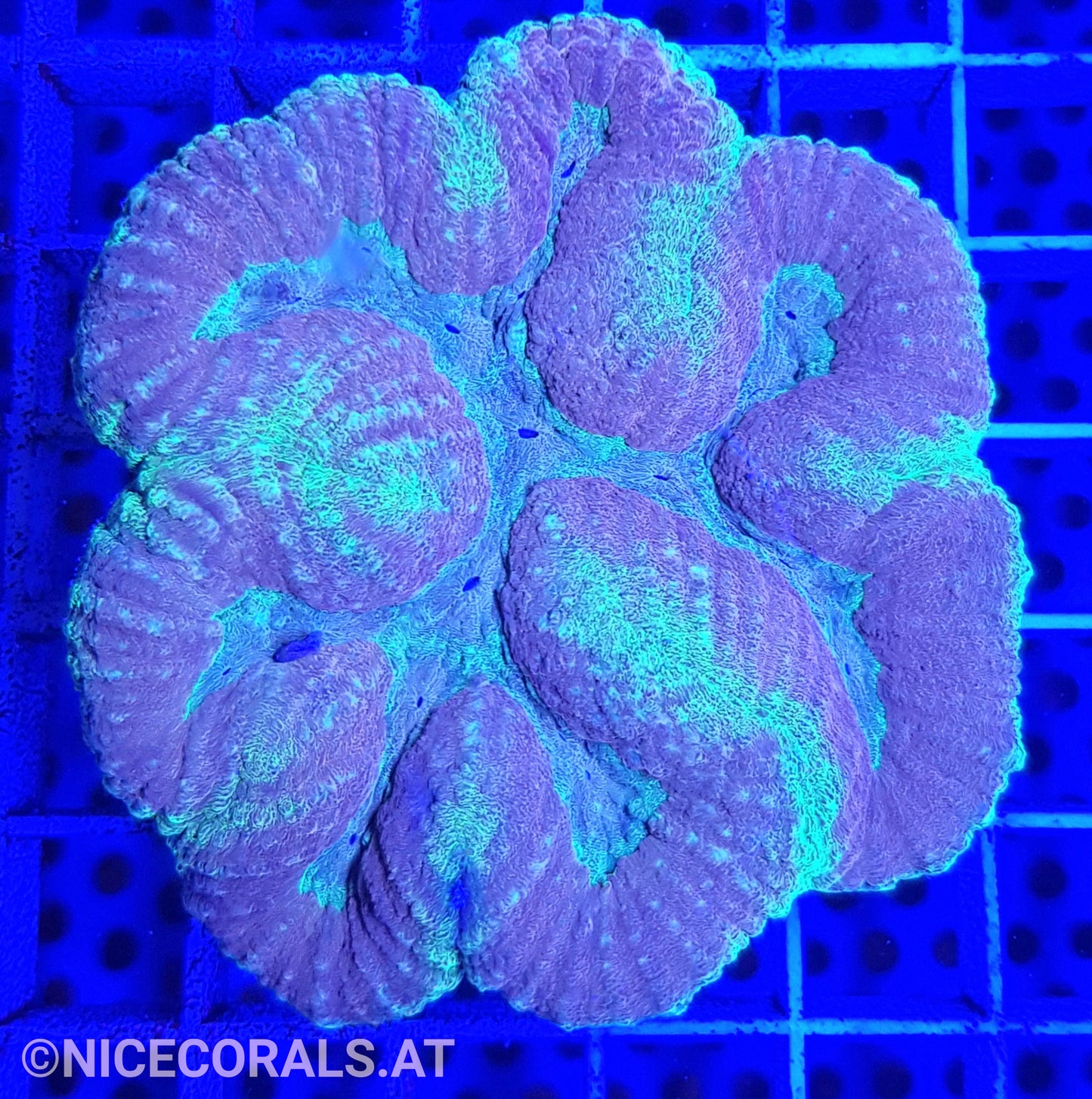 Symphyllia