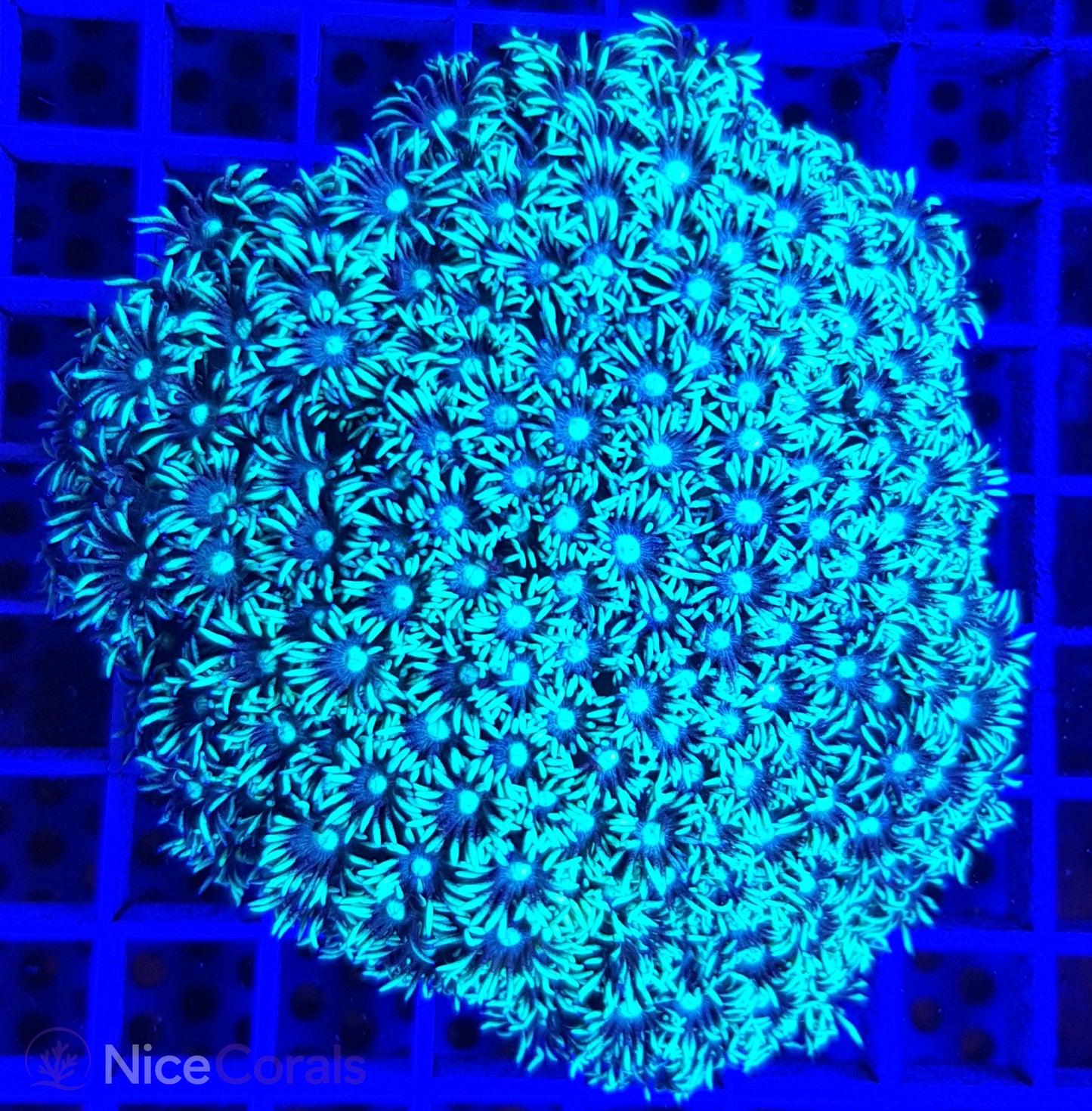 Goniopora
