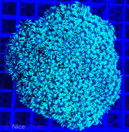 Goniopora