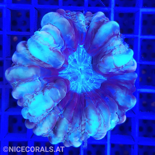 Cynarina