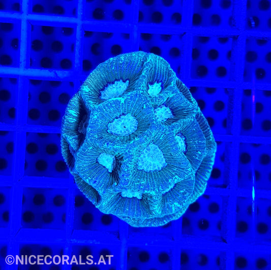 Goniastrea