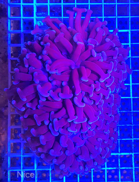 Euphyllia ancora XXL
