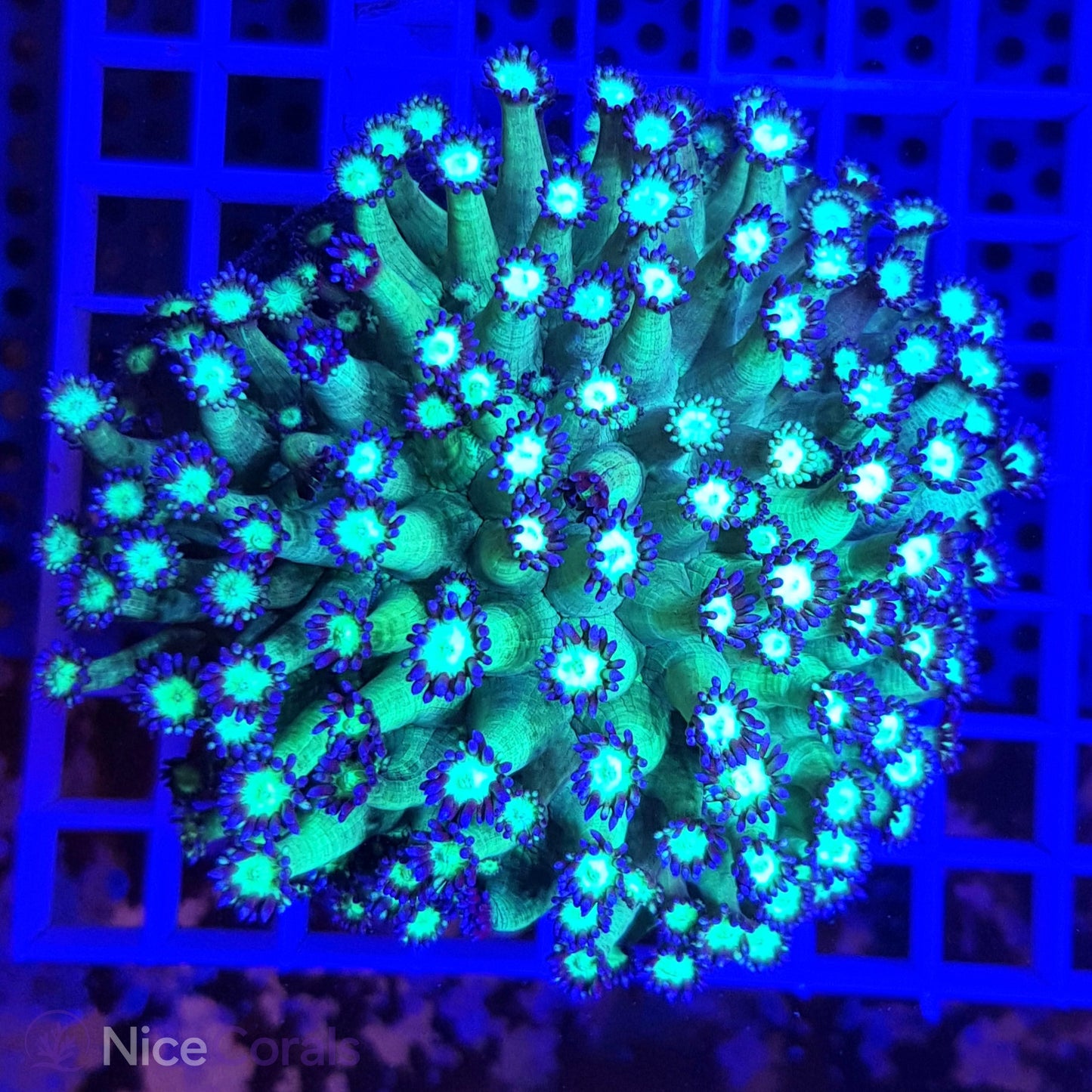 Goniopora