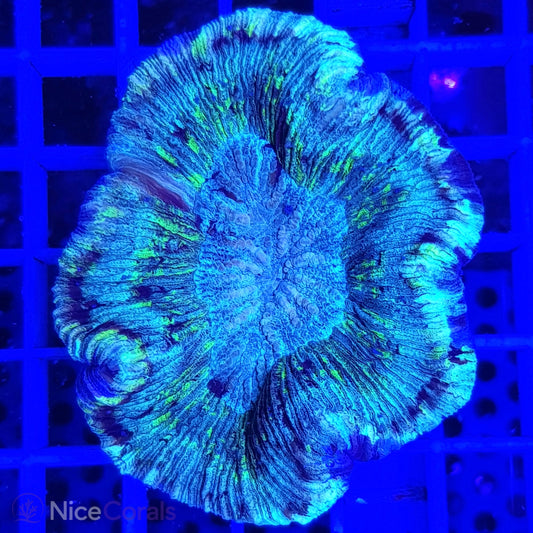 Trachyphyllia