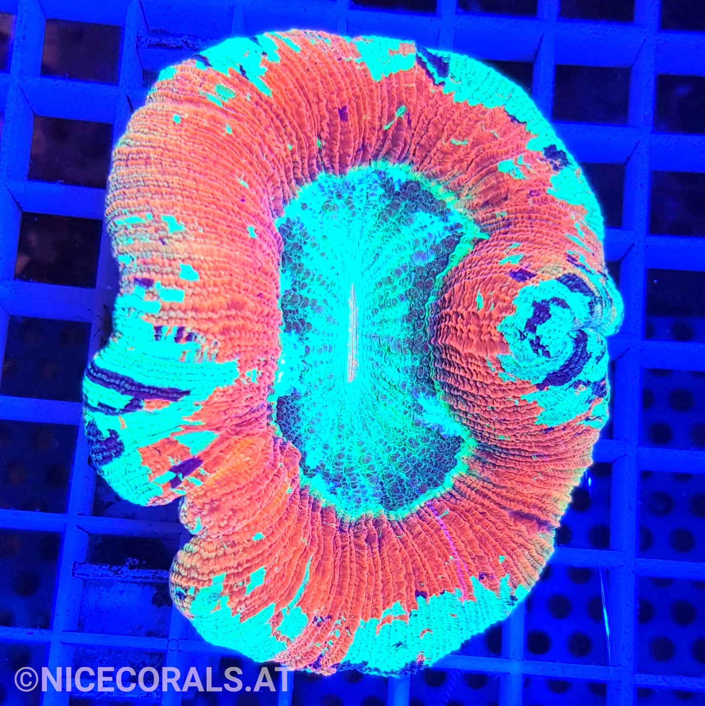 Trachyphyllia