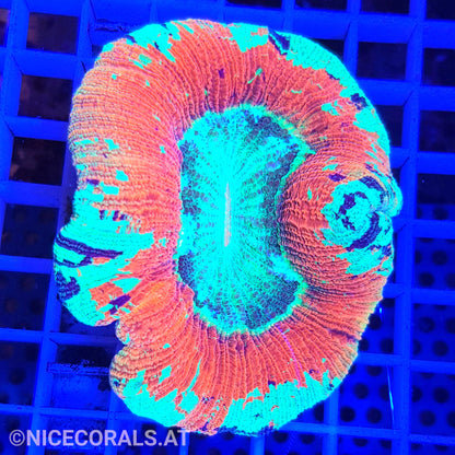 Trachyphyllia