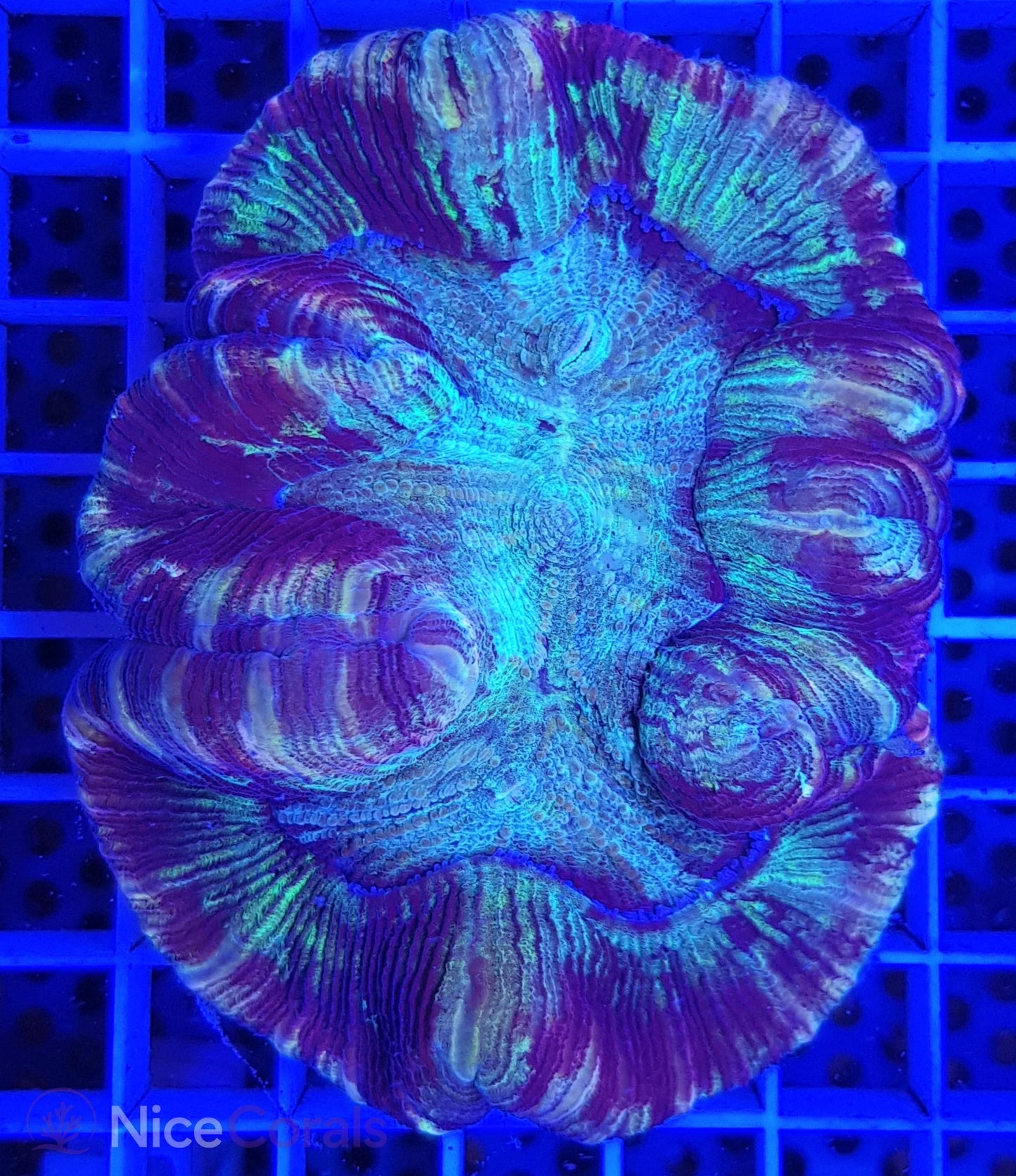 Trachyphyllia
