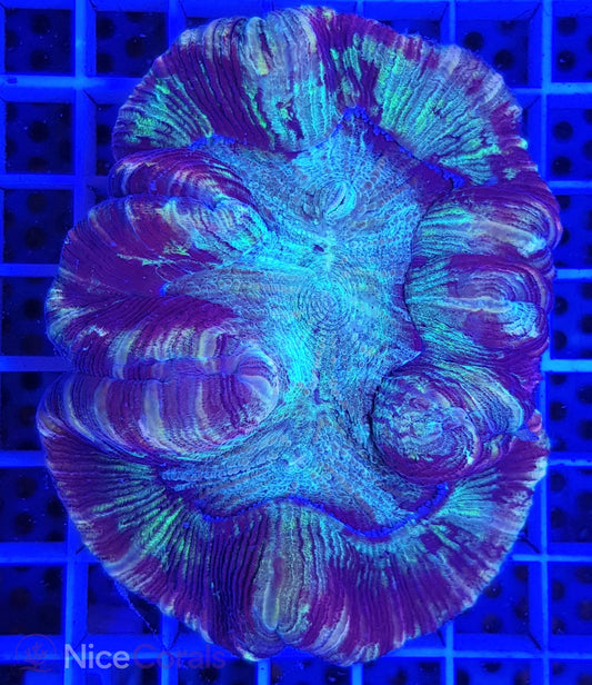 Trachyphyllia