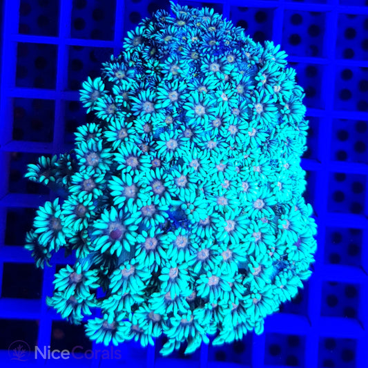 Goniopora