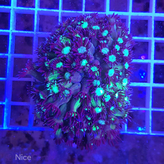 Goniopora