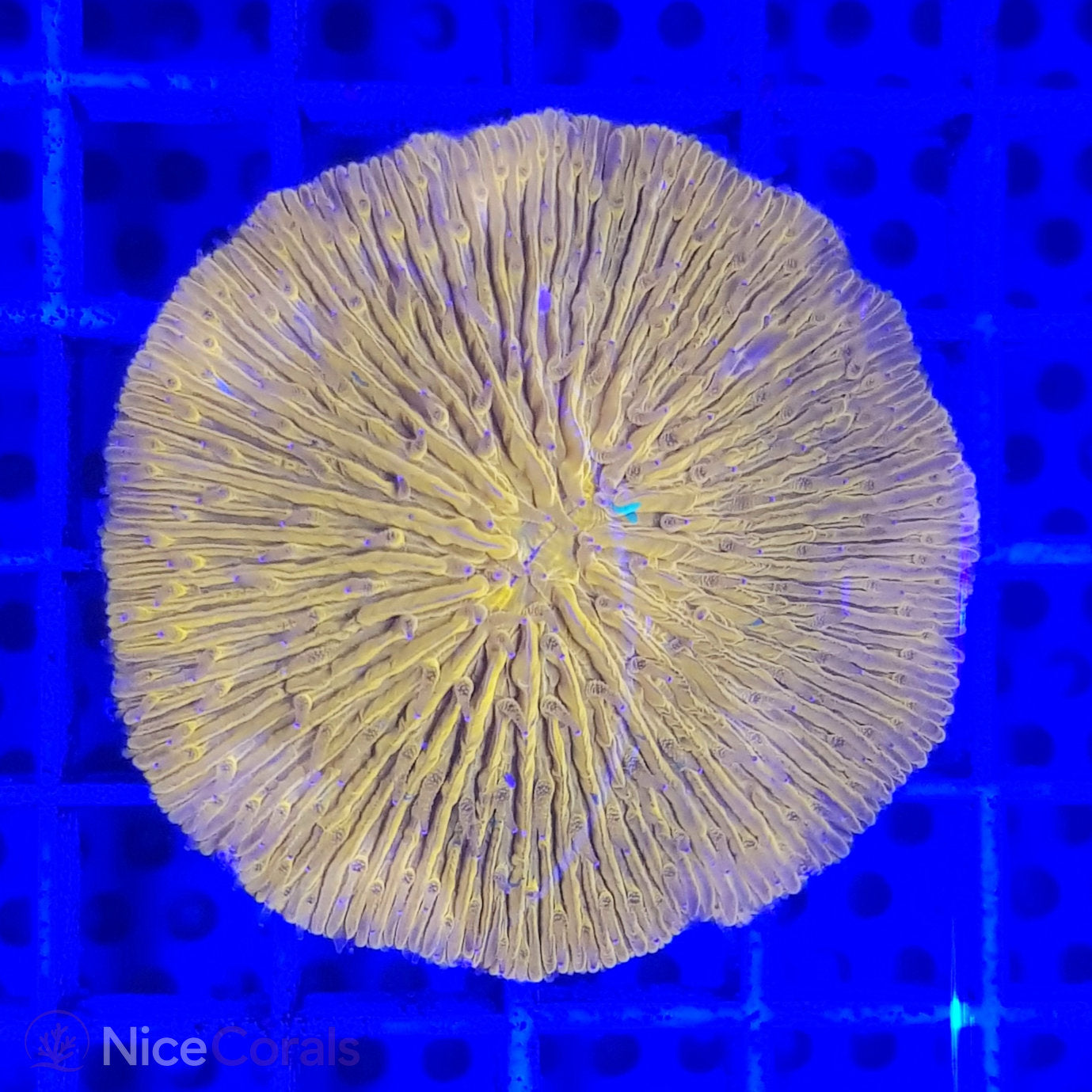 Cycloseris