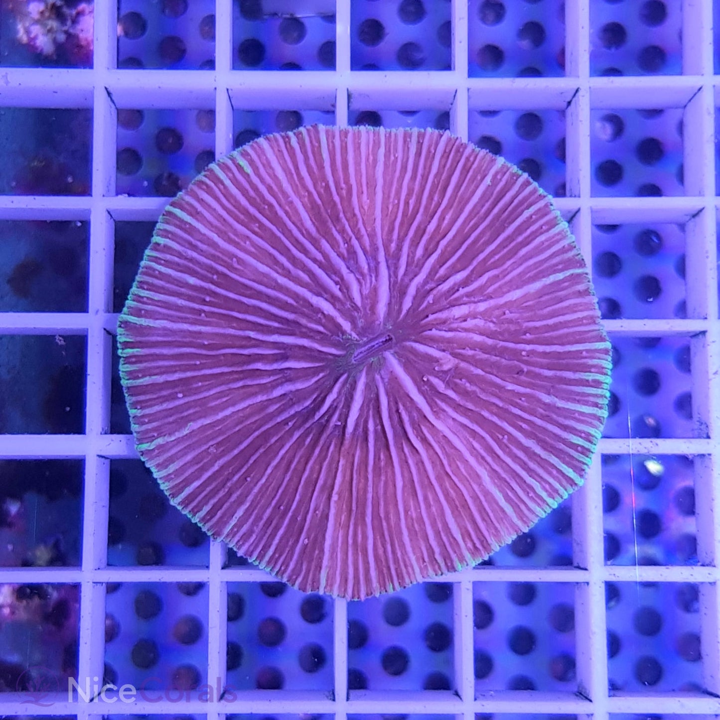 Cycloseris