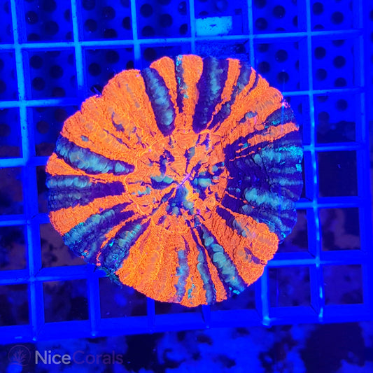 Scolymia