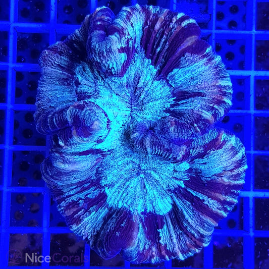 Trachyphyllia