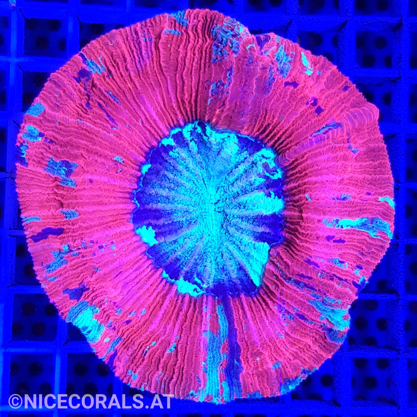 Trachyphyllia