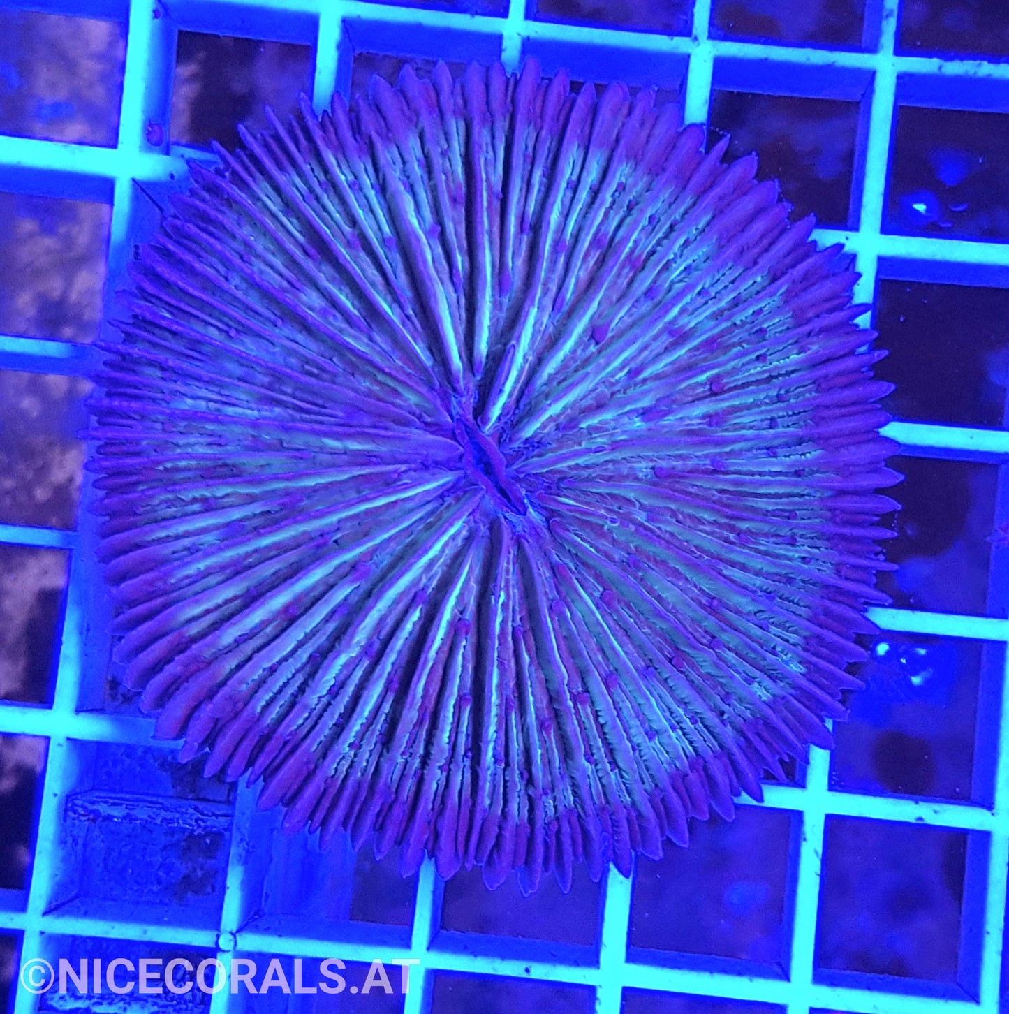 Cycloseris