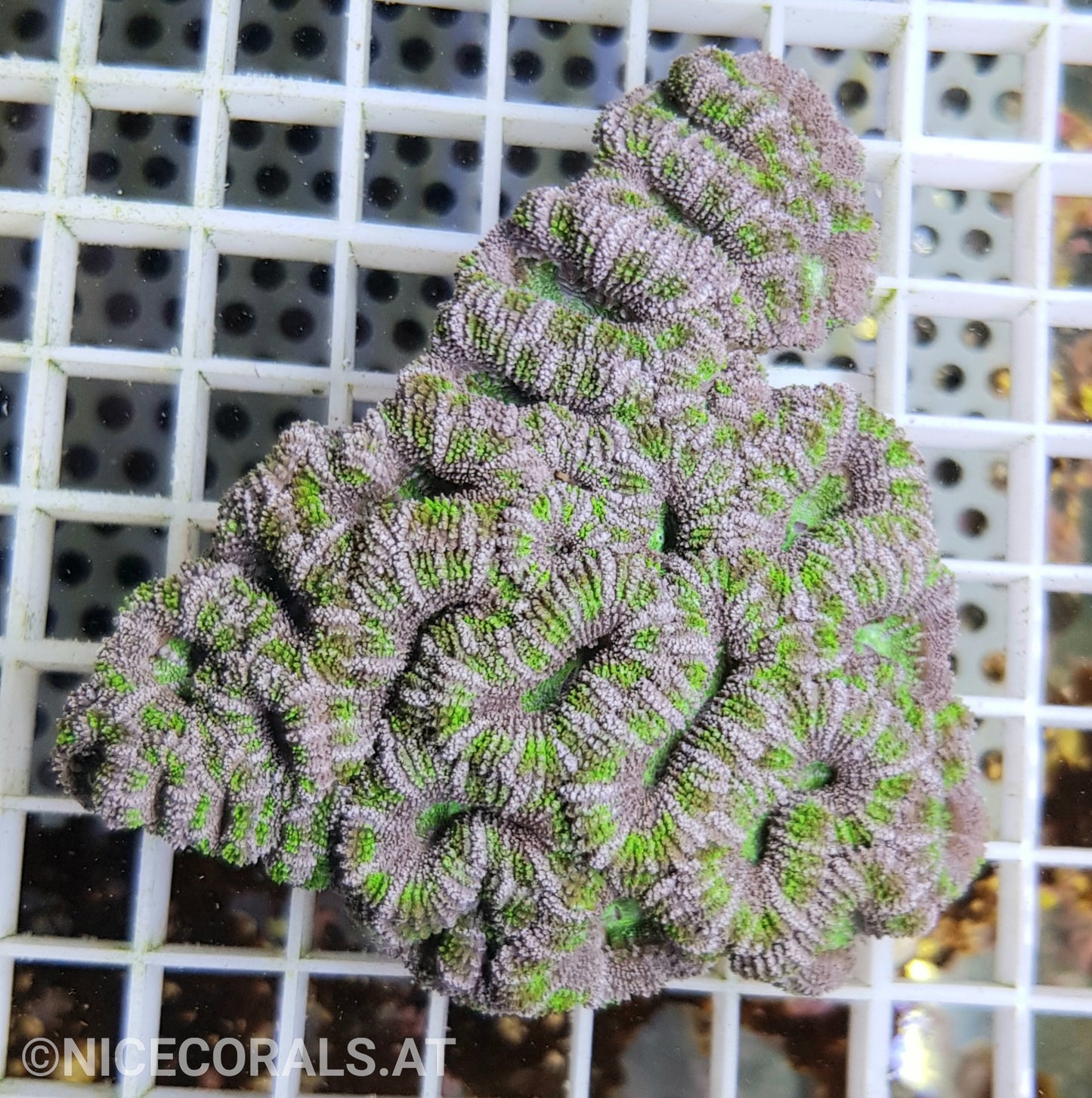 Acanthastrea