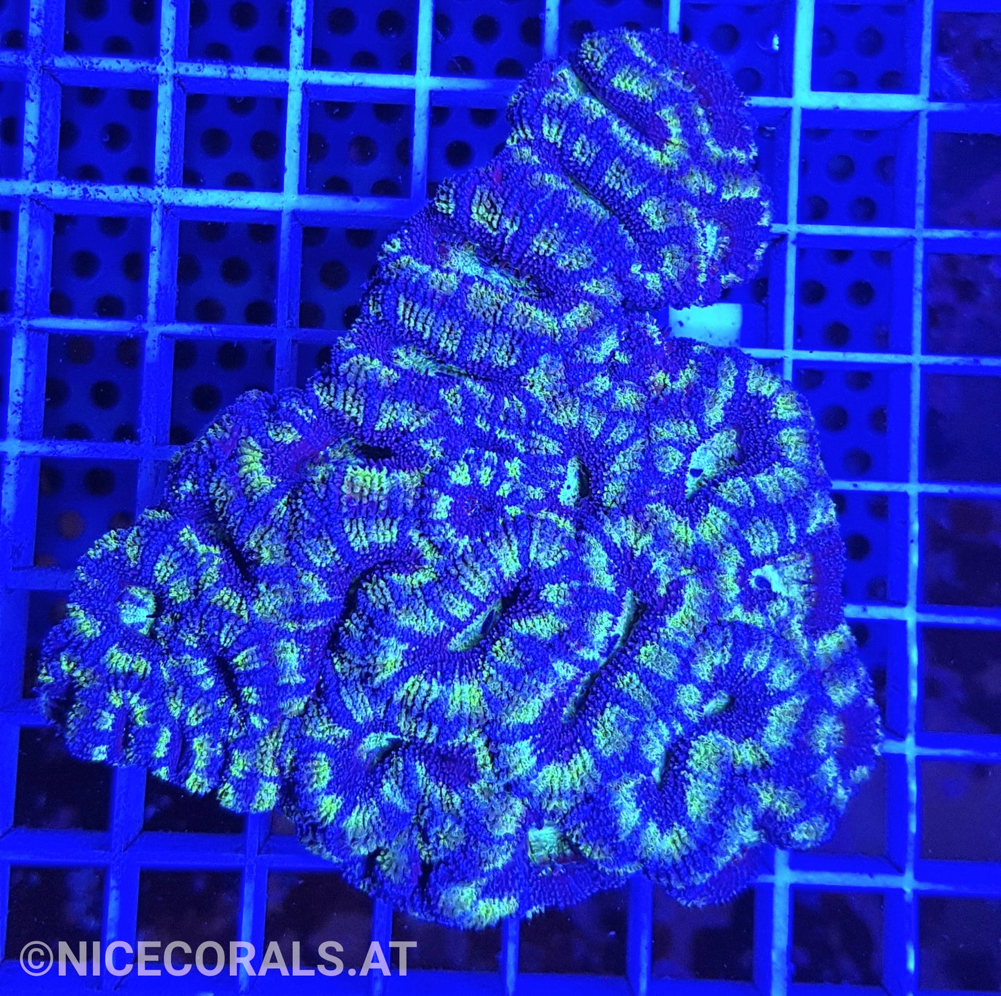 Acanthastrea