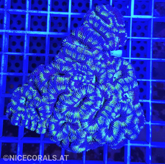 Acanthastrea